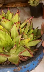 Summer Care for Succulents, Do These Things to Safely Get Through the Summer (Five Key Points for Succulents to Survive the Summer, Must-Know Heatstroke Prevention Techniques) 2