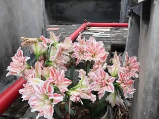 Are Anthuriums Toxic? Indoor Care Guide (Can Anthuriums Be Kept Indoors? What Are the Precautions?) 1