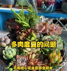 Summer Care for Succulents, Do These Things to Safely Get Through the Summer (Five Key Points for Succulents to Survive the Summer, Must-Know Heatstroke Prevention Techniques) 3