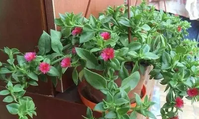 Are Anthuriums Toxic? Indoor Care Guide (Can Anthuriums Be Kept Indoors? What Are the Precautions?) 2