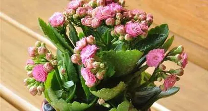 Are Anthuriums Toxic? Indoor Care Guide (Can Anthuriums Be Kept Indoors? What Are the Precautions?) 3