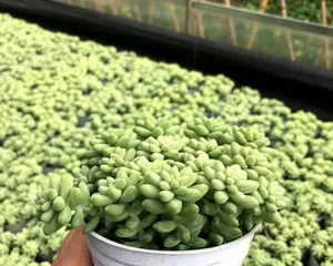 多肉玉缀的养护全攻略（打造饱满通透的多肉玉缀，从养护开始）1