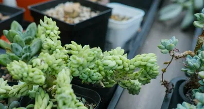 多肉玉缀的养护全攻略（打造饱满通透的多肉玉缀，从养护开始）2