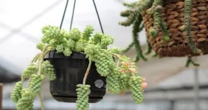 多肉玉缀的养护全攻略（打造饱满通透的多肉玉缀，从养护开始）3