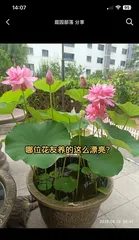 Indoor Lotus Care Guide (Understand the needs of lotus to enjoy this beautiful aquatic plant at home) 1
