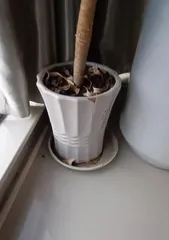 Dragon Whisker Cultivation Methods and Care Points (Easily Grow Beautiful Aquatic Green Plants) 1