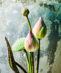 Indoor Lotus Care Guide (Understand the needs of lotus to enjoy this beautiful aquatic plant at home) 2