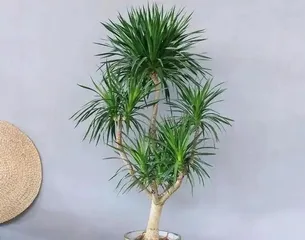 Dragon Whisker Cultivation Methods and Care Points (Easily Grow Beautiful Aquatic Green Plants) 2