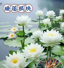 Indoor Lotus Care Guide (Understand the needs of lotus to enjoy this beautiful aquatic plant at home) 3
