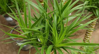 Dragon Whisker Cultivation Methods and Care Points (Easily Grow Beautiful Aquatic Green Plants) 3