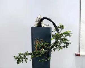 黑骨茶盆景养护全攻略（注意事项与养护方法详解，让你的盆景长得更好）1