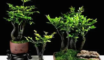 黑骨茶盆景养护全攻略（注意事项与养护方法详解，让你的盆景长得更好）3