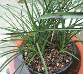 Watering Methods for Yew Bonsai (How to Water Yew Bonsai Correctly?) 1