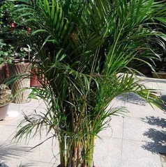 Can the areca palm be exposed to the sun? (Care tips and sunlight requirements for the areca palm) 1