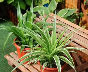 Tips for Indoor Spider Plant Care (Creating an Indoor Oxygen Bar, Let Spider Plants Accompany Your Life) 1
