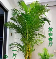Can the areca palm be exposed to the sun? (Care tips and sunlight requirements for the areca palm) 2