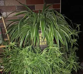 Tips for Indoor Spider Plant Care (Creating an Indoor Oxygen Bar, Let Spider Plants Accompany Your Life) 3