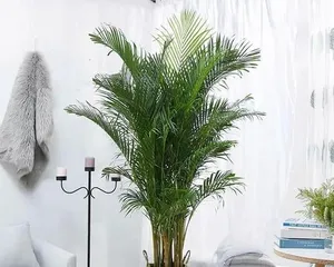 Can the areca palm be exposed to the sun? (Care tips and sunlight requirements for the areca palm) 3