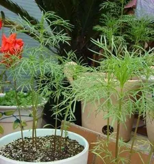 波斯菊的种植与养护（从几颗开始，打造一盆美丽的波斯菊花园）1