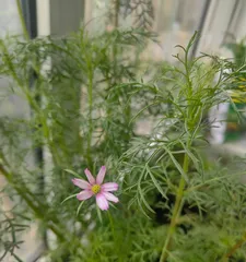 波斯菊的种植与养护（从几颗开始，打造一盆美丽的波斯菊花园）2