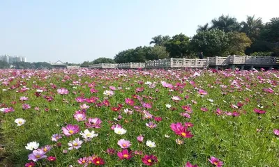 波斯菊的种植与养护（从几颗开始，打造一盆美丽的波斯菊花园）3