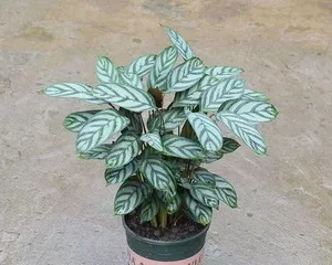 A Guide to Caring for Calathea Lancifola Leaves (A Secret Weapon for Fresh Indoor Air) 1