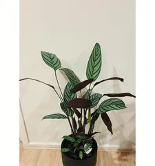 A Guide to Caring for Calathea Lancifola Leaves (A Secret Weapon for Fresh Indoor Air) 2