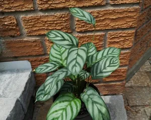 A Guide to Caring for Calathea Lancifola Leaves (A Secret Weapon for Fresh Indoor Air) 3