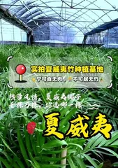 How to properly care for the Hawaiian plant and create a lush green home environment 1