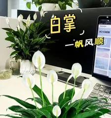 The debate over pot depth for Peace Lilies (Deep pot or shallow pot? - The ultimate guide to Peace Lily care) 1