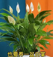 The debate over pot depth for Peace Lilies (Deep pot or shallow pot? - The ultimate guide to Peace Lily care) 2