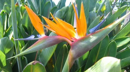 How to properly care for the Hawaiian plant and create a lush green home environment 2