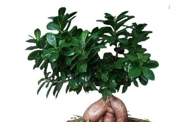 How to Propagate Ficus microcarpa, Analysis of Propagation Techniques for Ficus microcarpa1