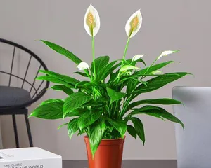 The debate over pot depth for Peace Lilies (Deep pot or shallow pot? - The ultimate guide to Peace Lily care) 3