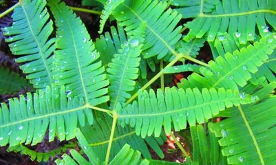 How to properly care for the Hawaiian plant and create a lush green home environment 3