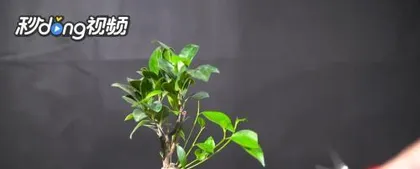 How to Propagate Ficus microcarpa, Analysis of Propagation Techniques for Ficus microcarpa2