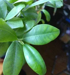 How to Propagate Ficus microcarpa, Analysis of Propagation Techniques for Ficus microcarpa3