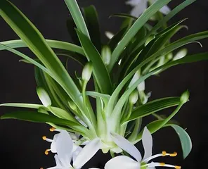 How to Grow Silver Heart Spider Plant? (Master Key Techniques for Easy and Lush Care) 1