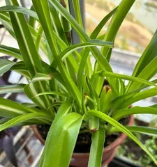 How to Grow Silver Heart Spider Plant? (Master Key Techniques for Easy and Lush Care) 2