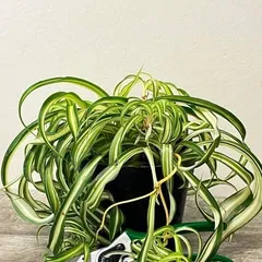 How to Grow Silver Heart Spider Plant? (Master Key Techniques for Easy and Lush Care) 3