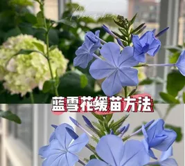 Blue plumbago