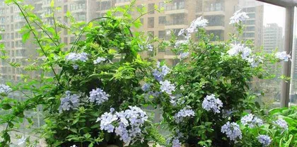 Blue plumbago