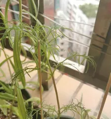 Cosmos Potted Care (How to Grow Cosmos at Home and Make it Bloom Brilliantly) 1