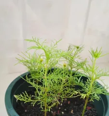 Cosmos Potted Care (How to Grow Cosmos at Home and Make it Bloom Brilliantly) 2