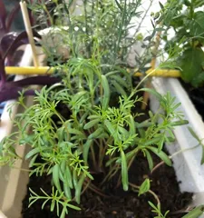 Cosmos Potted Care (How to Grow Cosmos at Home and Make it Bloom Brilliantly) 3