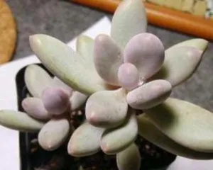 How to care for Peach Beauty (Creating a charming garden, starting with Peach Beauty) 1