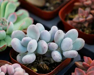 How to care for Peach Beauty (Creating a charming garden, starting with Peach Beauty) 2