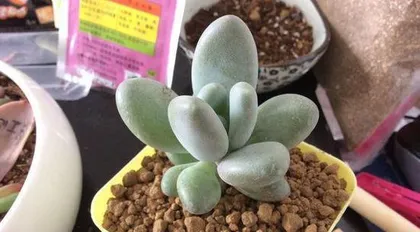 How to care for Peach Beauty (Creating a charming garden, starting with Peach Beauty) 3