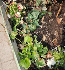 Winter Protection and Care for Outdoor Flowers (How to Help Your Flowers Safely Get Through the Cold Winter) 1