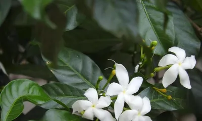 How to make Fagraea ceilanata bloom beautifully? (A complete guide to Fagraea ceilanata care, making your Fagraea ceilanata the focus of the flowerbed) 1